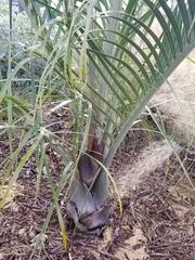 Dypsis decaryi