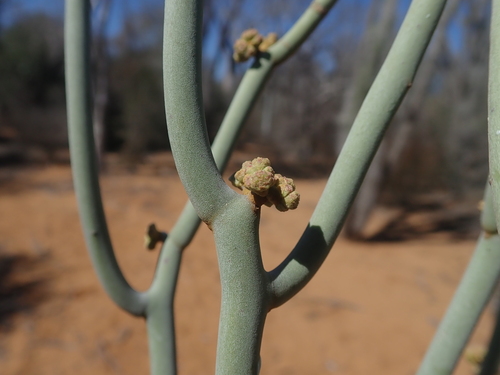 Euphorbia kamponii image