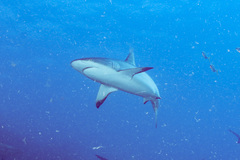 Carcharhinus amblyrhynchos