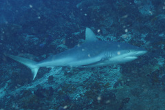 Carcharhinus amblyrhynchos