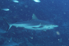 Carcharhinus amblyrhynchos