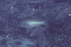 Lutjanus argentimaculatus