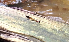 Heliocypha bisignata