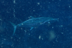 Scomberomorus commerson