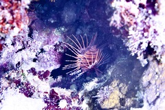 Pterois antennata
