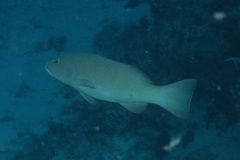 Plectropomus leopardus