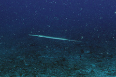 Fistularia commersonii