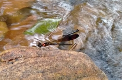 Heliocypha bisignata