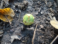 Andricus infectorius