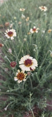 Helenium radiatum