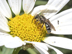 Lasioglossum chalcodes
