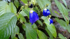 Rhynchoglossum obliquum