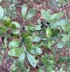 Ilex glabra