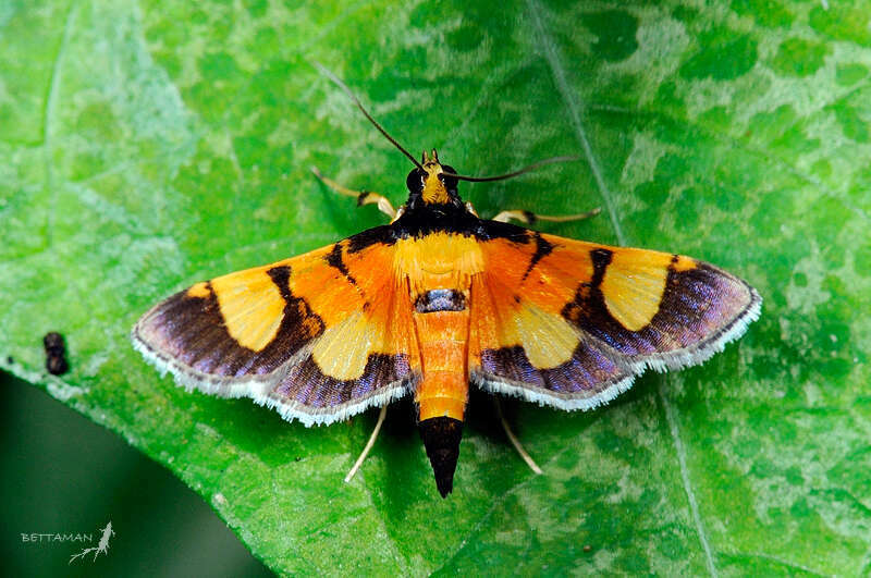 Aethaloessa calidalis (Lepidoptera (butterflies and moths) of the