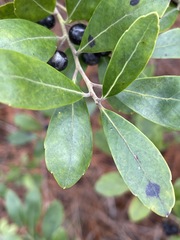 Ilex glabra