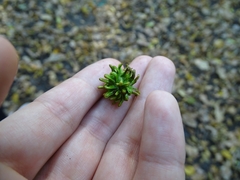 Andricus grossulariae