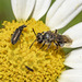 Andrena acuta wildpreti - Photo (c) djbich, osa oikeuksista pidätetään (CC BY-NC)