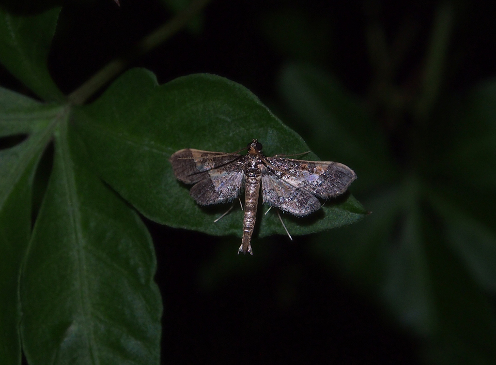 Ornate Hydriris Moth (Lepidoptera (butterflies and moths) of the