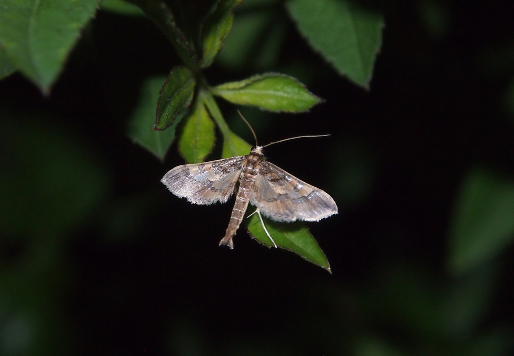 Ornate Hydriris Moth (Lepidoptera (butterflies and moths) of the