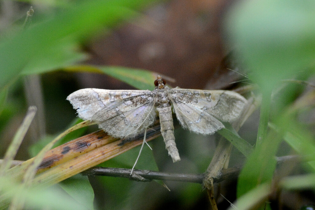 Ornate Hydriris Moth (Lepidoptera (butterflies and moths) of the