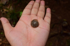 Plectotropis trichotropis