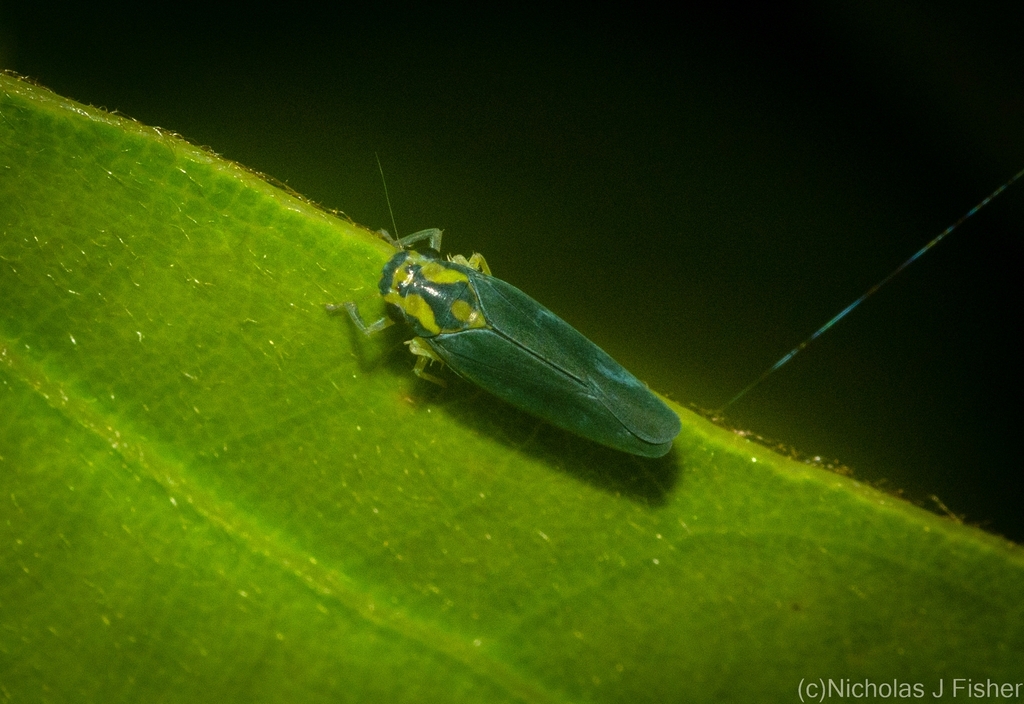 Ishidaella richmondensis