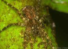 Ornodolomedes