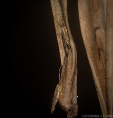 Stathmopoda rubripicta