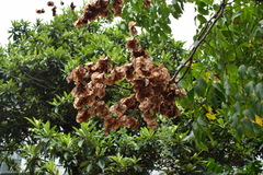 Koelreuteria bipinnata