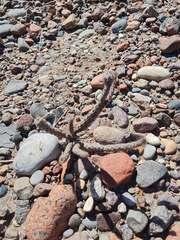 Pterocactus tuberosus