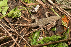 Hemidactylus stejnegeri