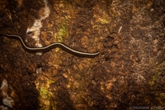 Australopacifica dendyi