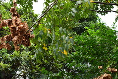 Koelreuteria bipinnata