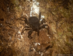 Onidistus araneus