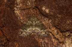 Crasilogia gressitti