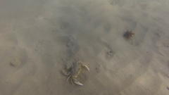 Ovalipes trimaculatus