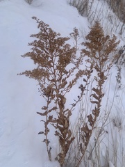 Solidago mollis