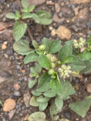 Acanthospermum australe