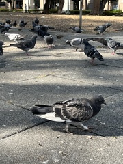 Columba livia domestica
