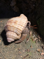 Coenobita violascens
