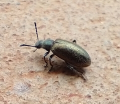 Lagria villosa