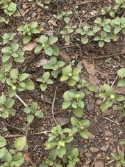 Acanthospermum australe