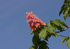 Aesculus × carnea