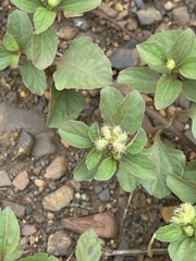 Acanthospermum australe