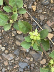 Acanthospermum australe