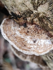 Trametes trogii