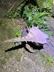 Coenobita violascens