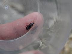 Platyderus depressus