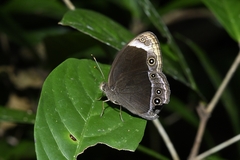 Mycalesis anaxias