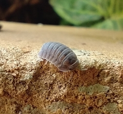 Armadillidae